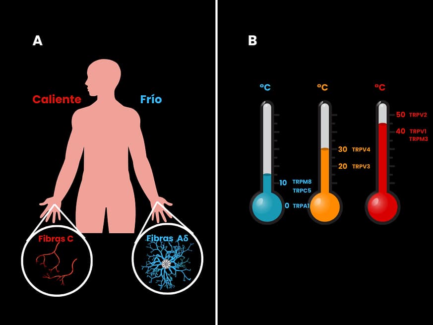 La ciencia del cold plunge. Infografía científica sobre los receptores térmicos en el cuerpo humano, mostrando las fibras C para el calor y las fibras A-delta para el frío, junto con los canales TRP activados por diferentes rangos de temperatura.
