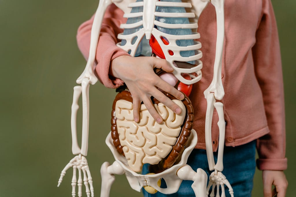 sistema-digestivo-beneficios-agua-tibia Maqueta del sistema digestivo humano sostenida por un niño, representando la salud intestinal.